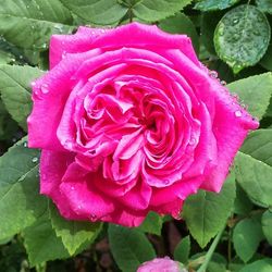 Close-up of pink rose