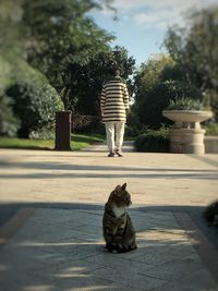 Cat sitting on tree against sky