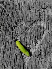 Close-up of leaf on tree trunk