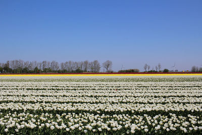 Scenic view of flowering field against clear sky