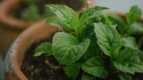 Close-up of green leaves in potted plant