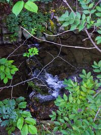 Close-up of water flowing in forest