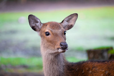 Close-up portrait of deer