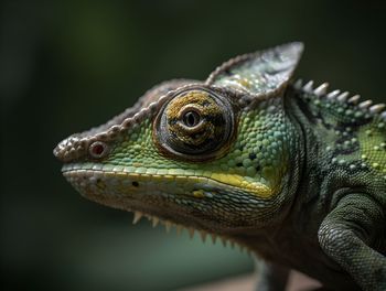 Close-up of iguana