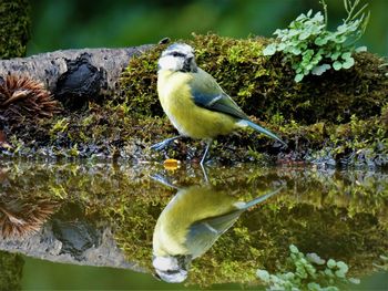 Great tit perching in lake