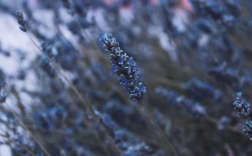 Close-up of frozen plant