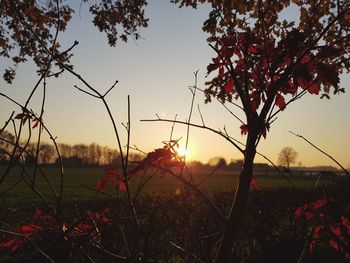 Close-up of flower tree in field against sunset sky