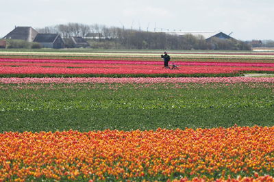 Scenic view of flower field against cloudy sky