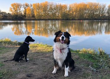 Dogs sitting on a lake