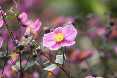 Close-up of pink flowers blooming outdoors