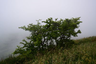Tree on field against sky