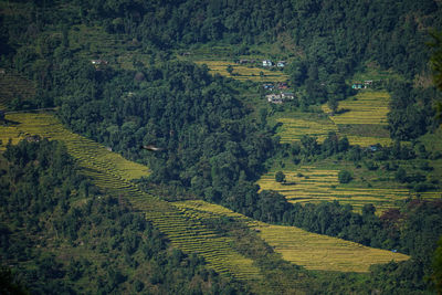 High angle view of agricultural field