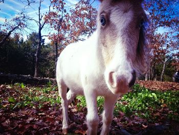 Dog standing on grassy field