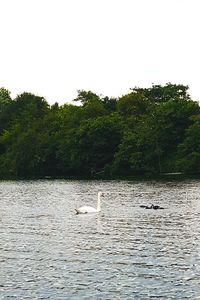 Swan swimming in lake against clear sky