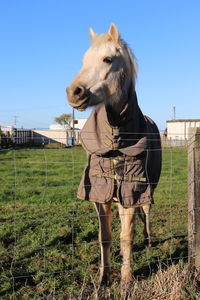 Horse standing in ranch