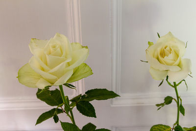 Close-up of rose plant against white wall