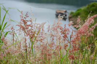 Close-up of pink flowers