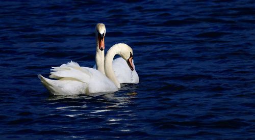 Swan swimming in lake