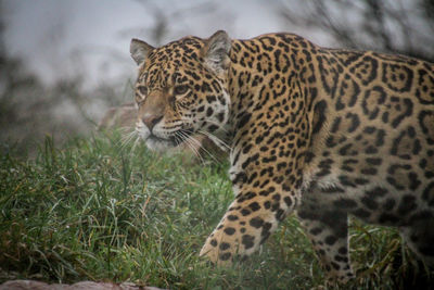 View of tiger on the land