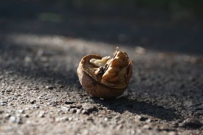 Autumn nut