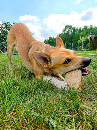 Dog looking away on field