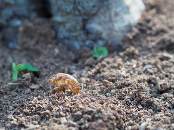 High angle view of insect on land