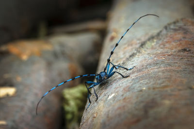 Close-up of insect on rock