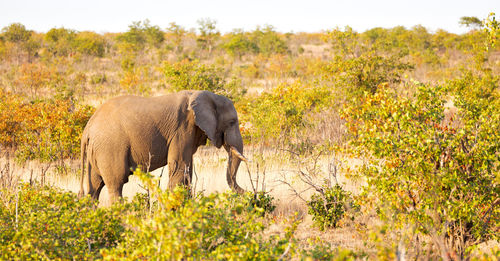 Elephant walking in a field