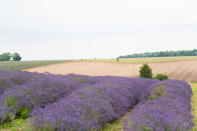 Scenic view of lavender field against sky