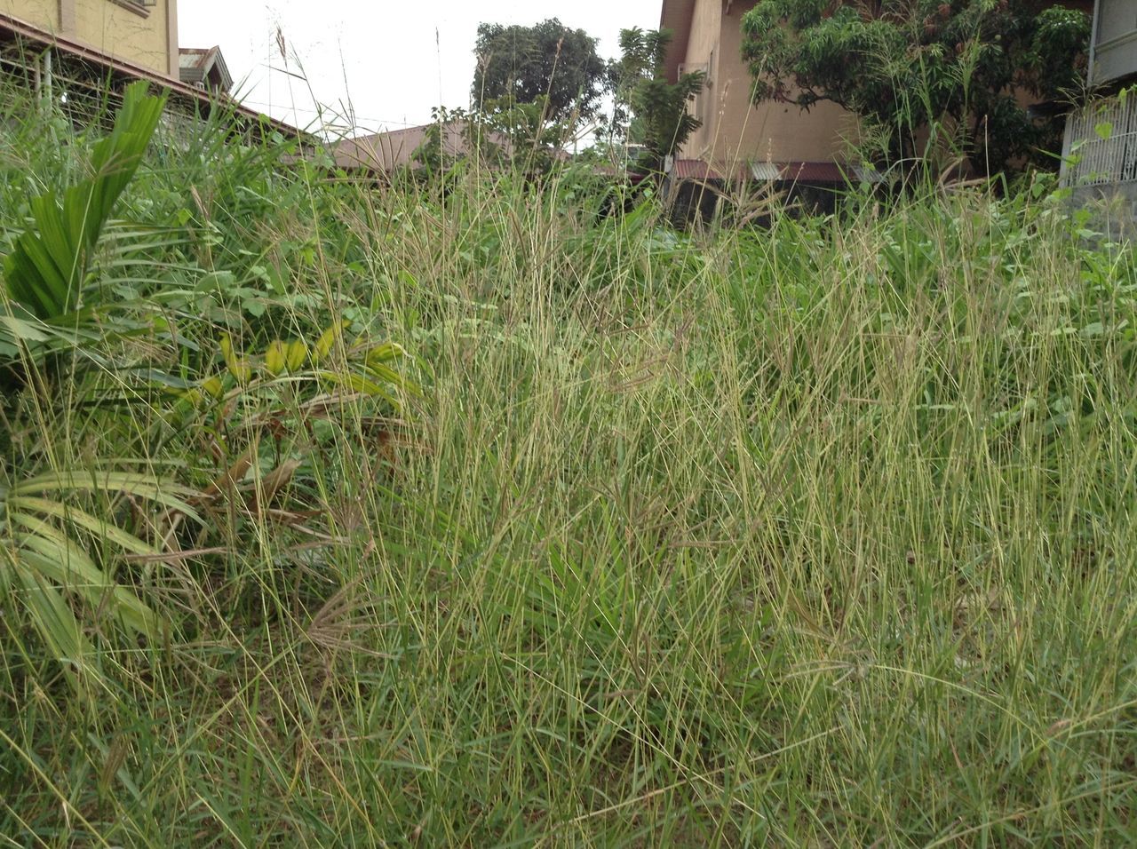 grass, green color, growth, plant, field, grassy, building exterior, built structure, architecture, nature, house, day, outdoors, front or back yard, no people, green, growing, lawn, tranquility, sunlight