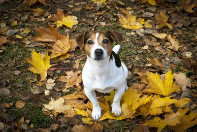 Portrait of dog standing on dry leaves