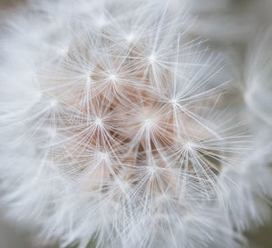 Close-up of dandelion on plant