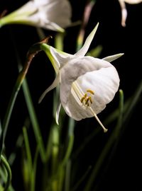 Close-up of white flower