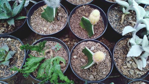 High angle view of potted plants for sale at market stall