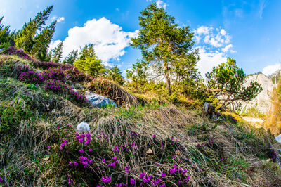 Purple flowering plants and trees on field against sky