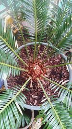 High angle view of palm trees