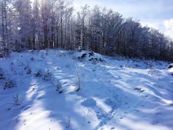 Snow covered trees