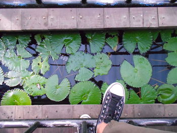 Low section of man standing on pier over leaves in lake