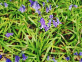 Close-up of purple flowers blooming in field