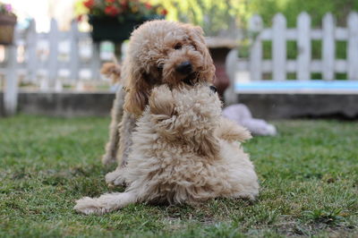 Portrait of dog on field