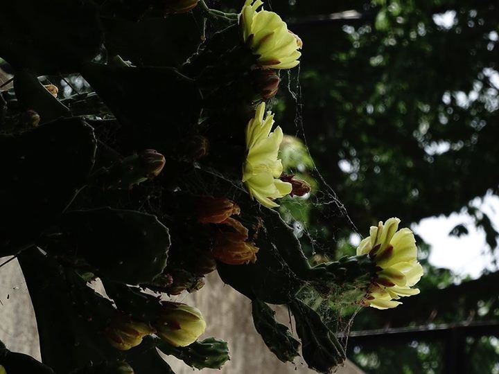 flower, freshness, fragility, growth, nature, no people, petal, beauty in nature, close-up, outdoors, leaf, yellow, day, plant, flower head, springtime, tree