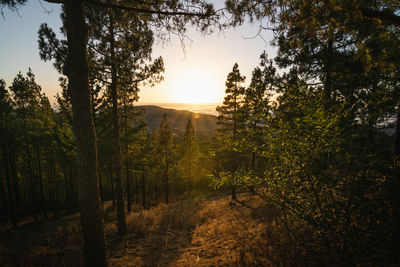 Incredible sunset from within a pine forest