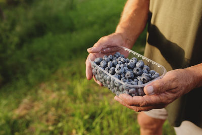 Man hands holding box with fresh cultivated blueberry. farmer cultivating and harvesting blueberry