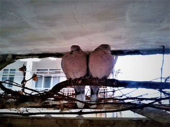 Birds perching on nest against sky