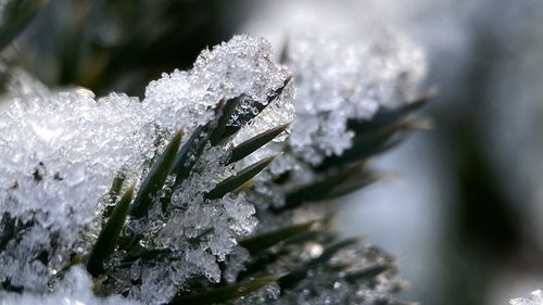 Close-up of frozen tree during winter