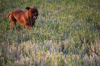 Dog on field