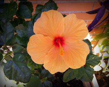 Close-up of hibiscus blooming outdoors