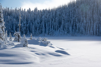 Scenic view of snow covered field