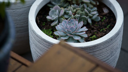 High angle view of potted plant