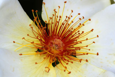 Close-up of honey bee on flower